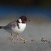 Kulik cernohlavy - Thinornis cucullatus - Hooded Plover o5064